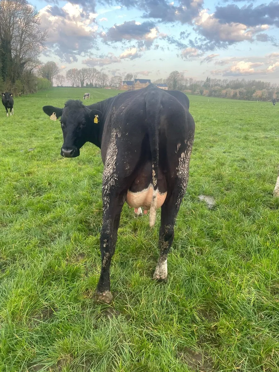 Clearance sale Friday the 17th in New Ross mart - Image 2