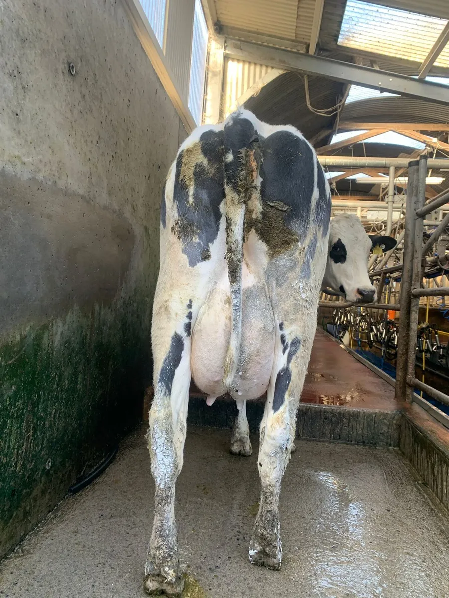 Clearance sale Friday the 17th in New Ross mart - Image 3