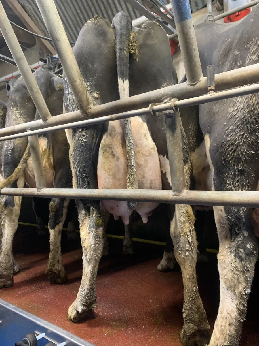 Clearance sale Friday the 17th in New Ross mart - Image 4