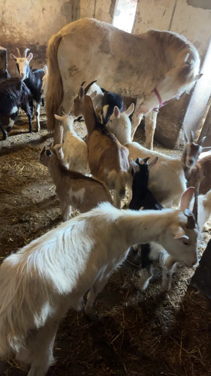 Female goats with kids - Image 1
