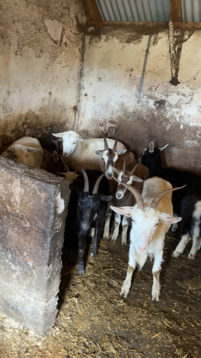 Female goats with kids - Image 2