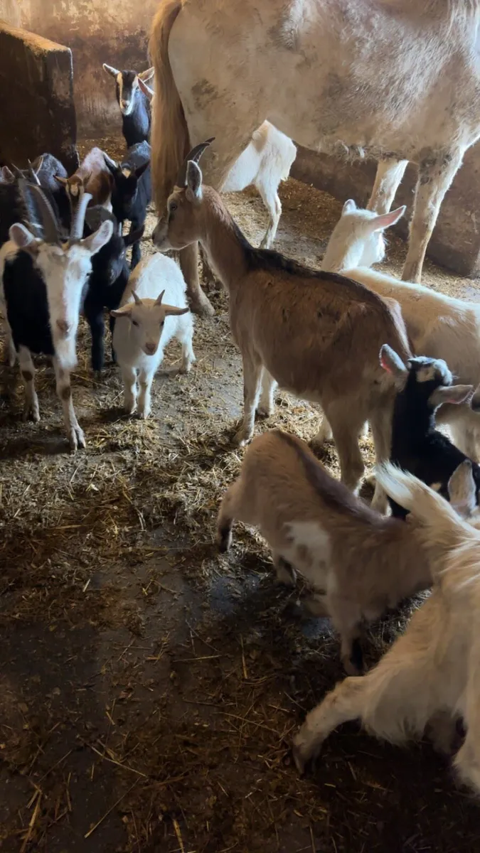 Female goats with kids - Image 4