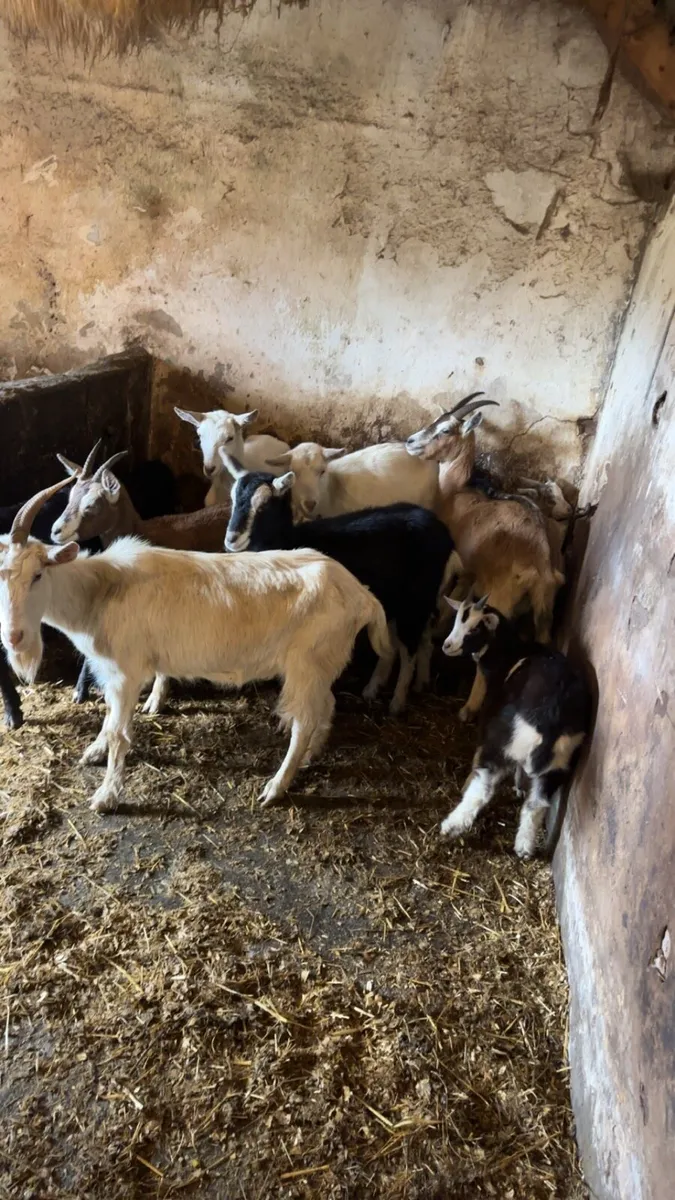 Female goats with kids - Image 3
