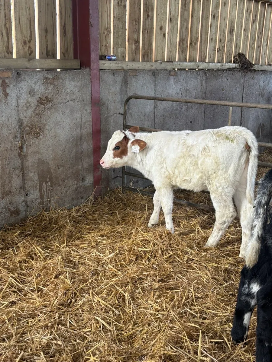 Roan blues - Image 1