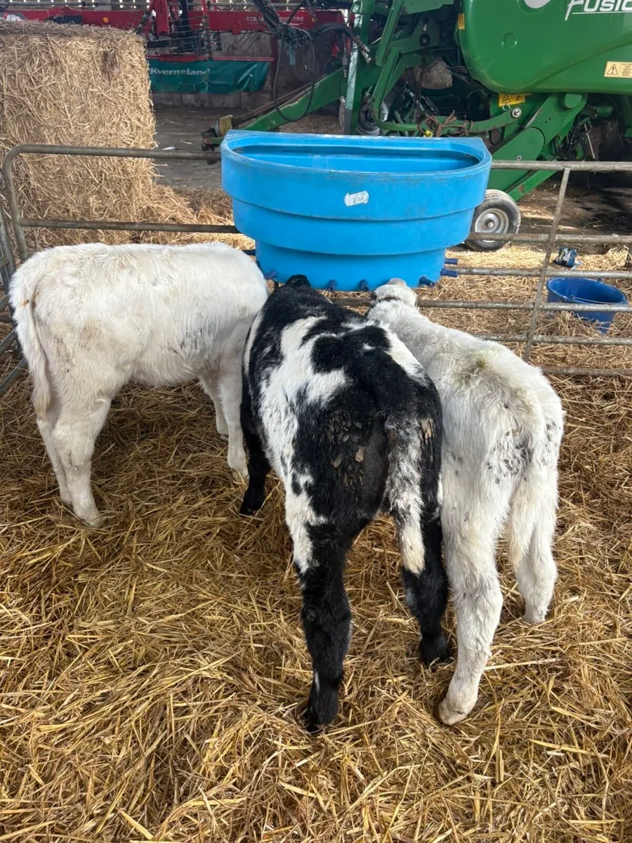 Roan blues - Image 2