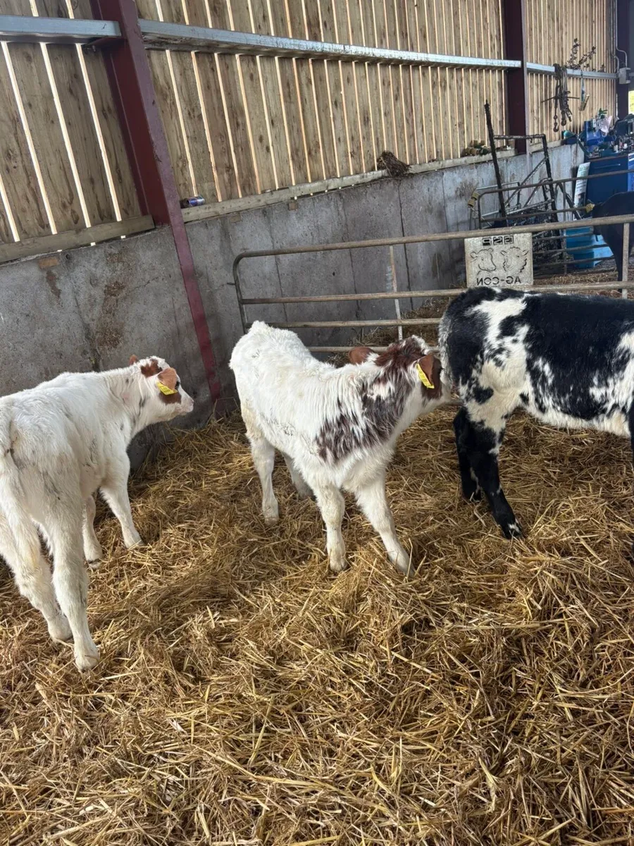 Roan blues - Image 3