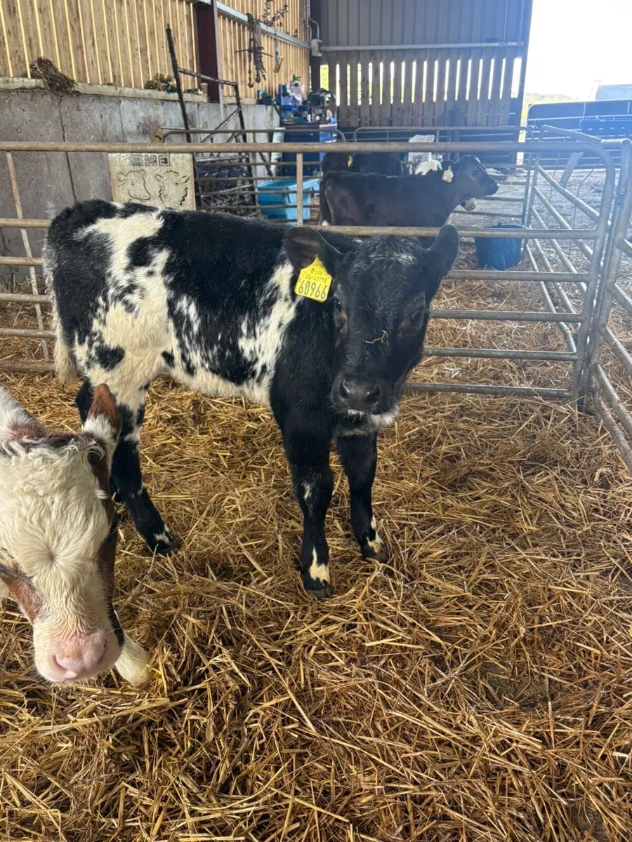 Roan blues - Image 4