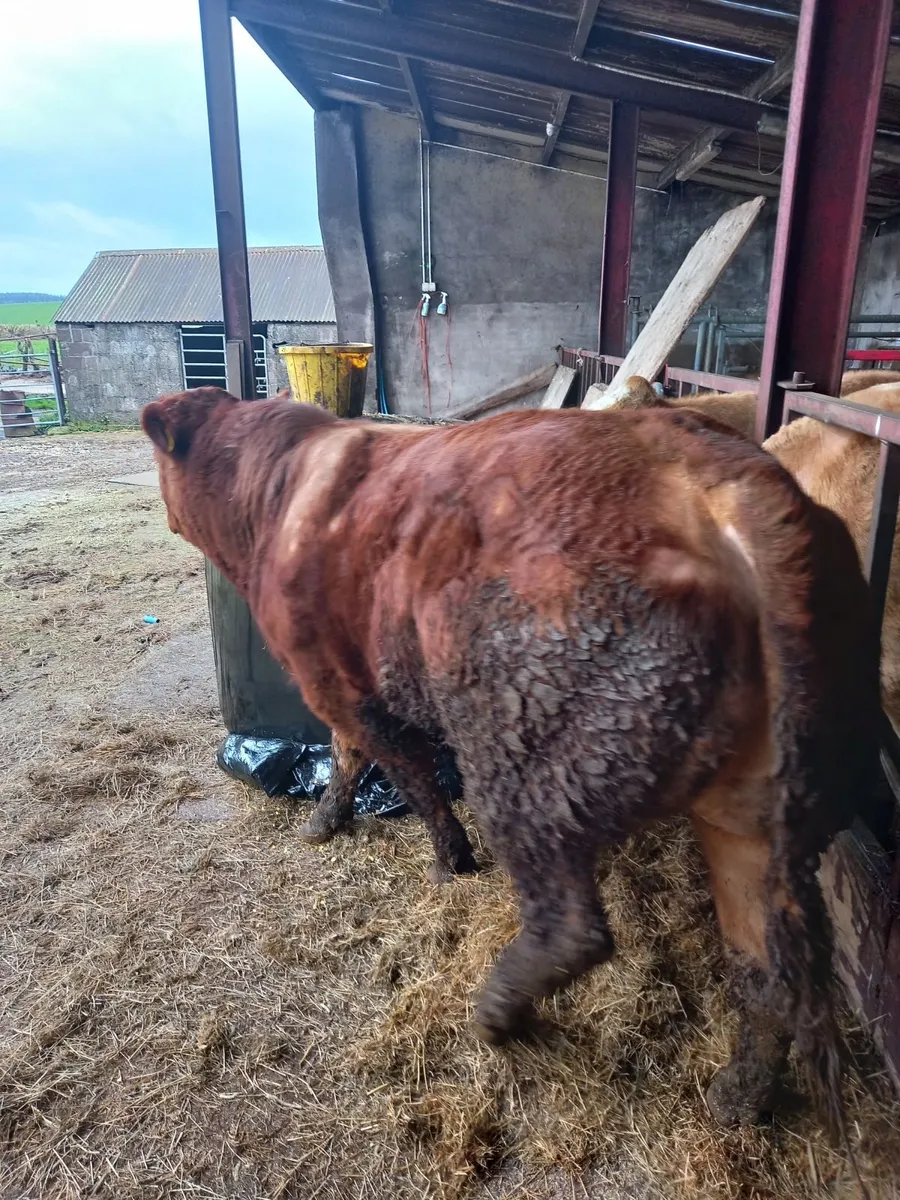 limousine Bull - Image 3