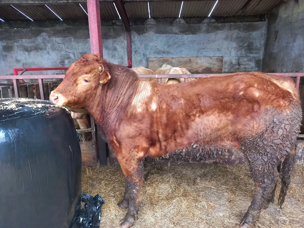 limousine Bull - Image 4