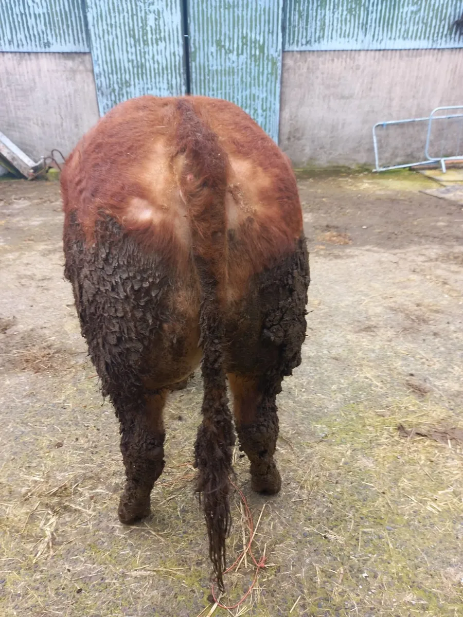 limousine Bull - Image 2