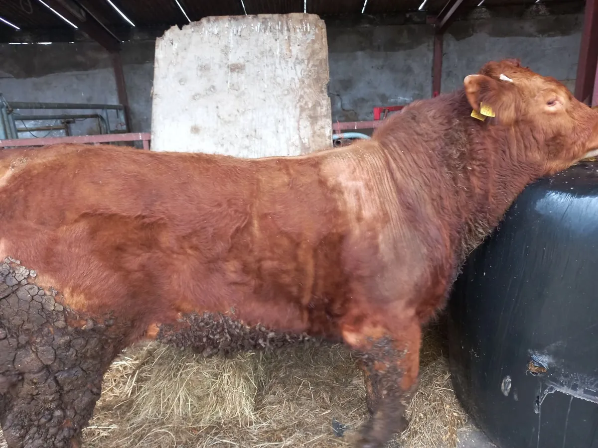 limousine Bull - Image 1