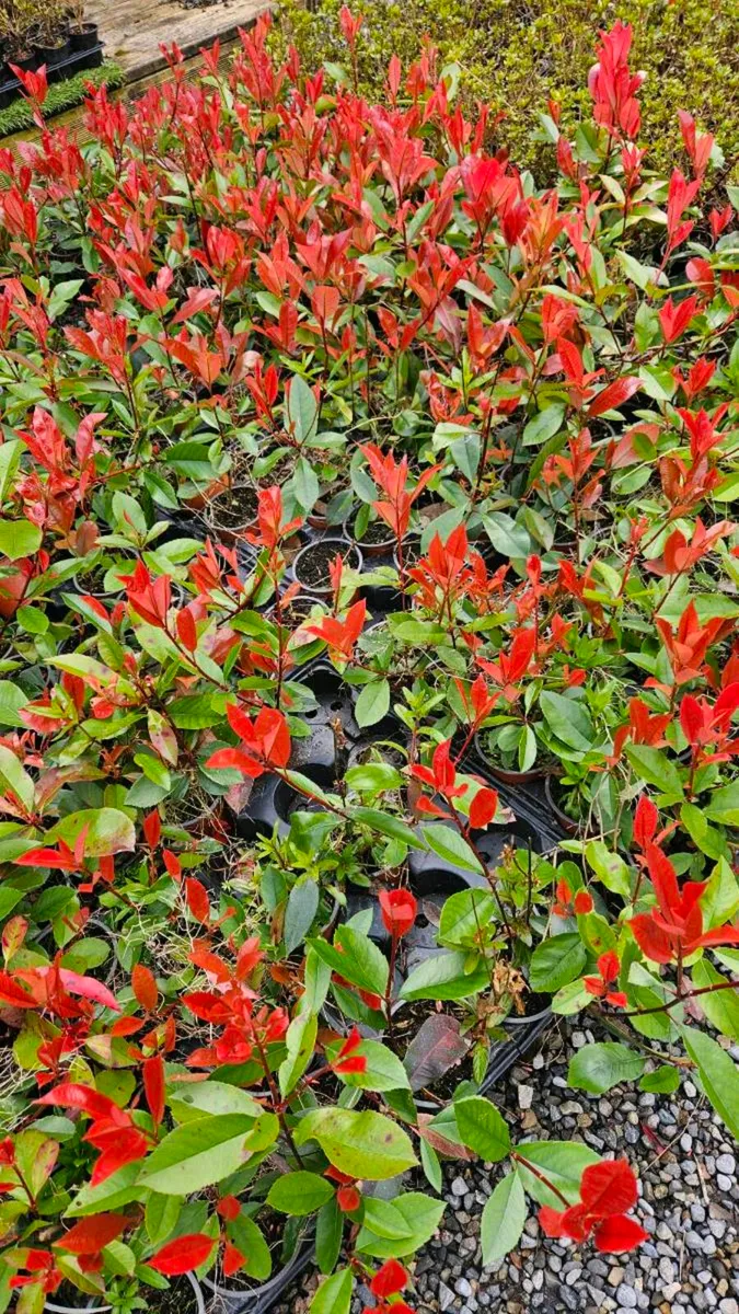 Red Robin Hedging TWO EUROS - Image 1