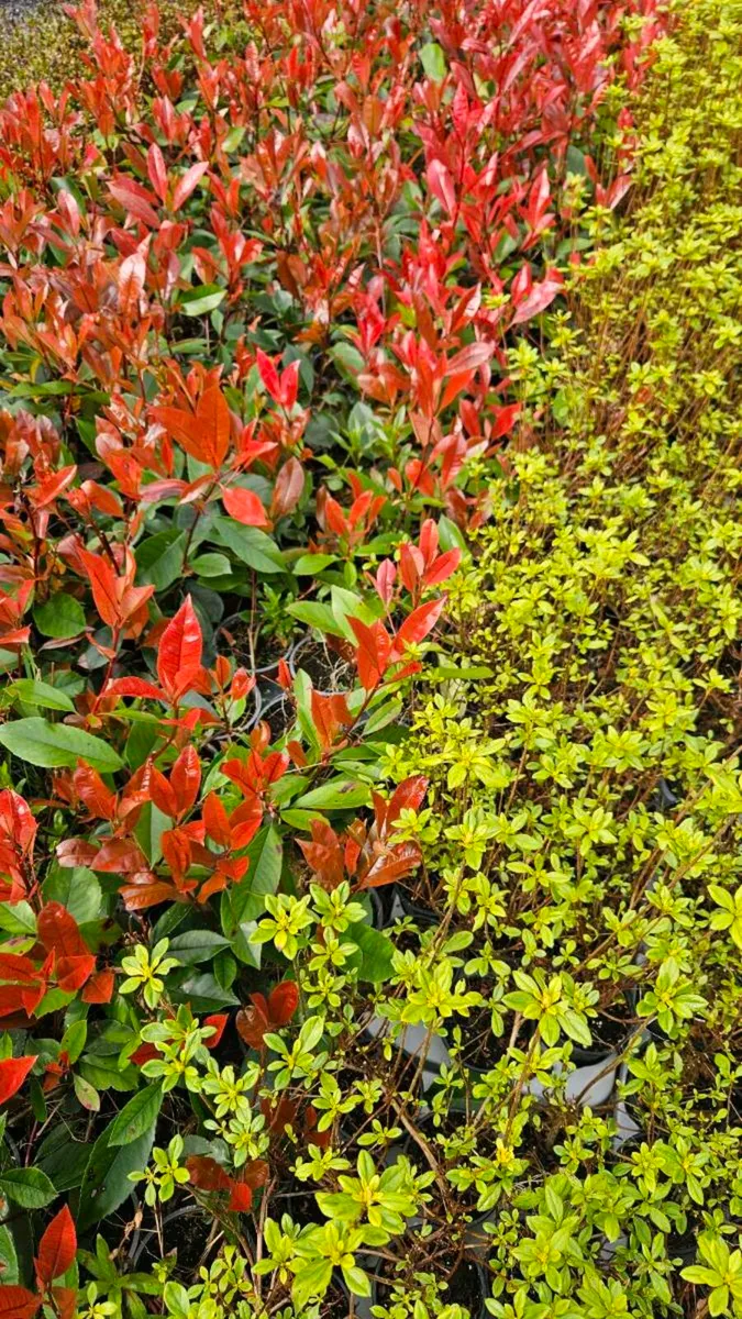 Red Robin Hedging TWO EUROS - Image 2