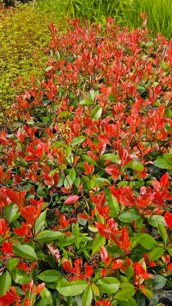 Red Robin Hedging TWO EUROS - Image 3