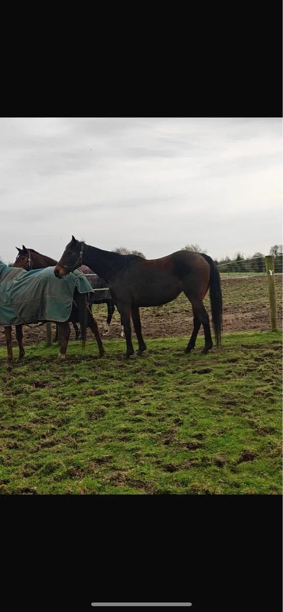 TB Broodmare - Image 1