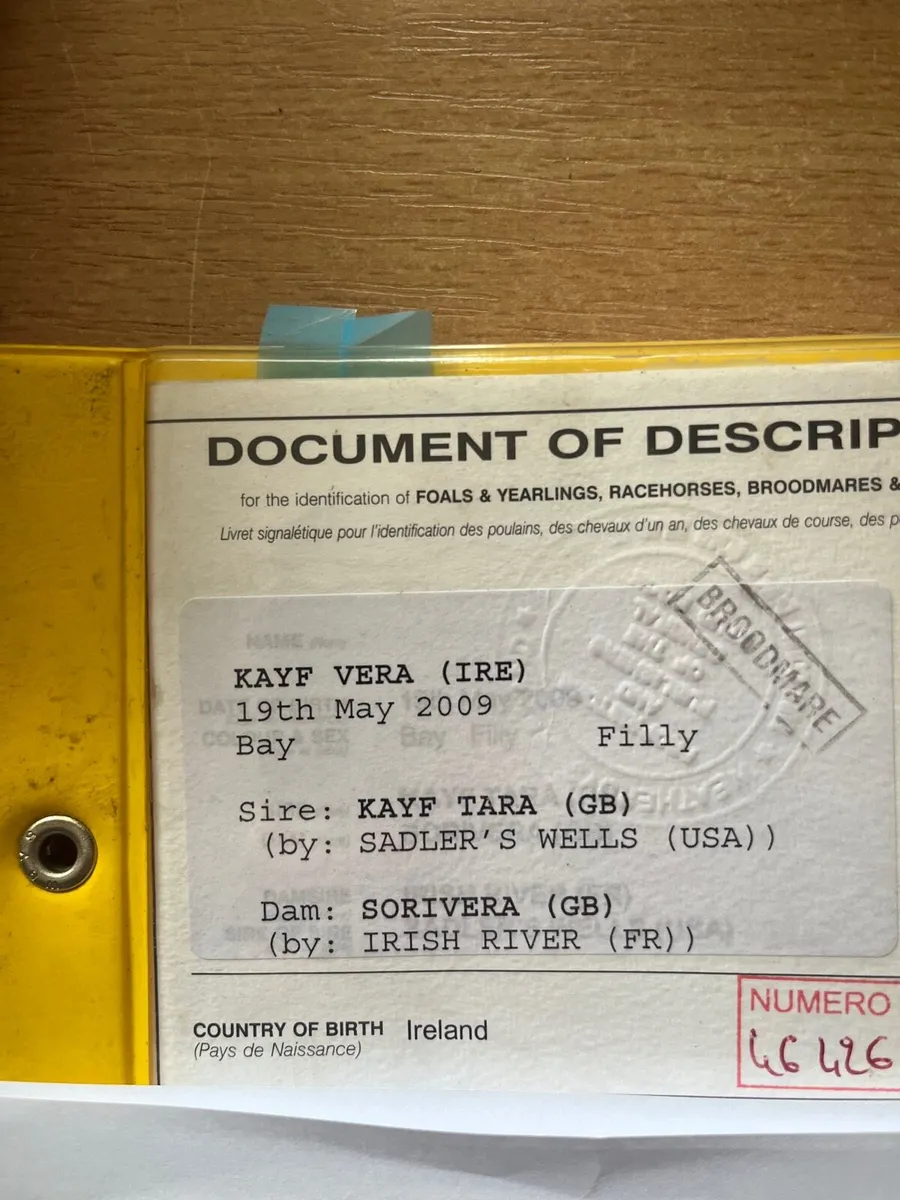 TB Broodmare - Image 2