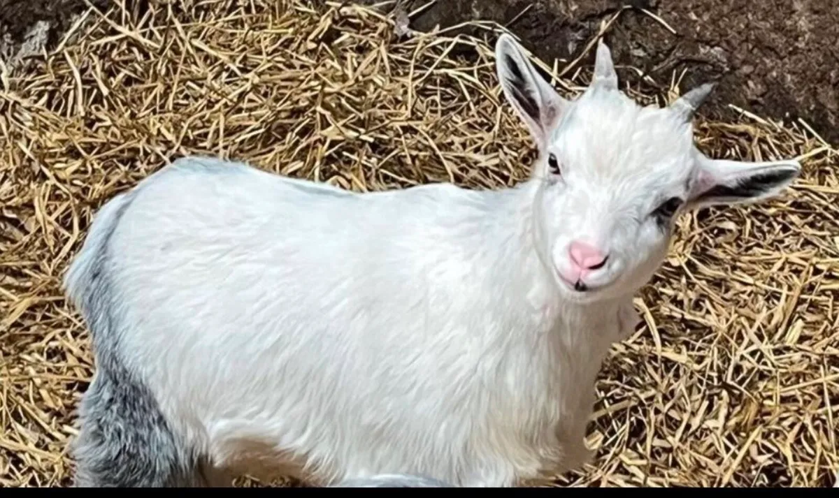 Pygmy Goat - Image 1