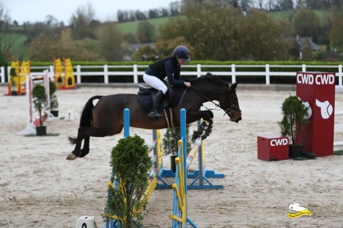 Ballincurry Cairo – 148cm Bay Connemara Gelding (N - Image 1