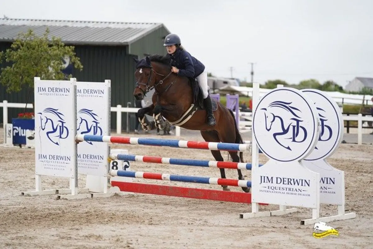Ballincurry Cairo – 148cm Bay Connemara Gelding (N - Image 2