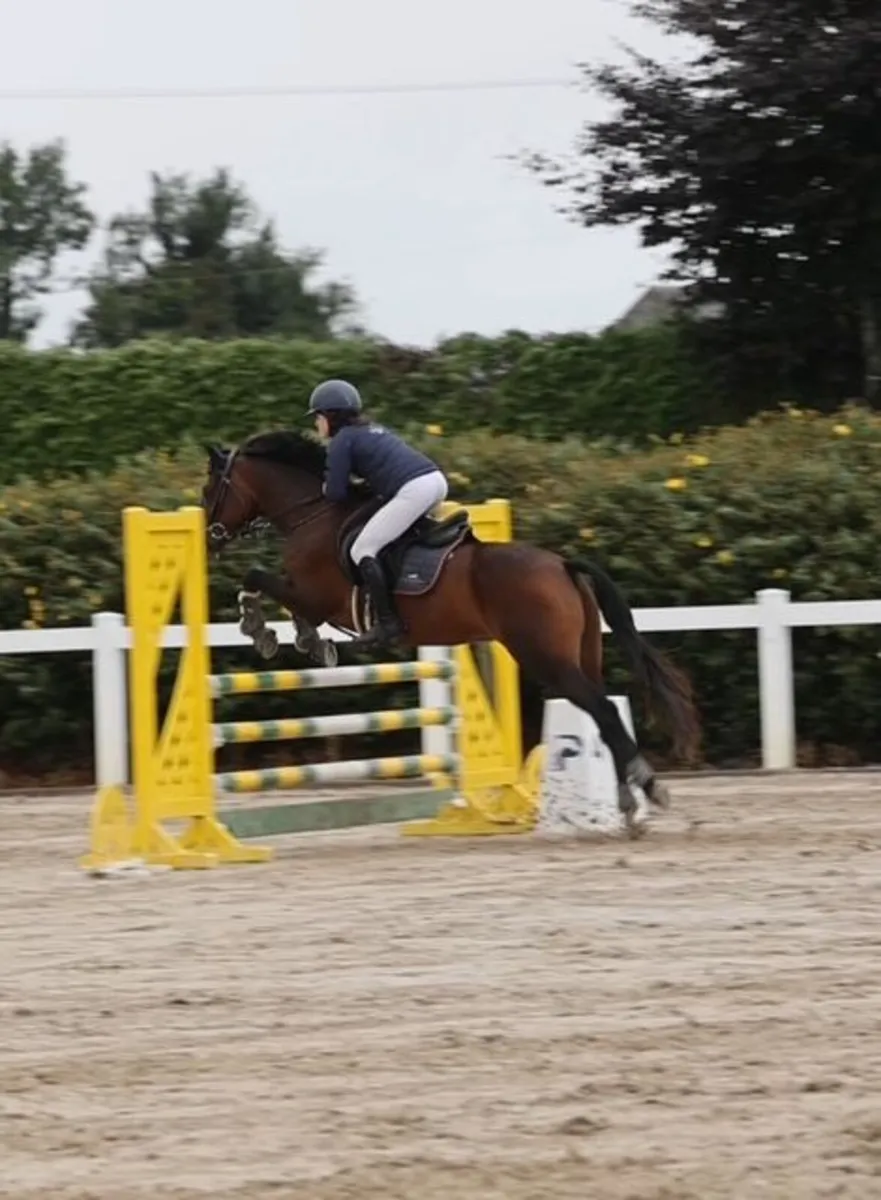 Ballincurry Cairo – 148cm Bay Connemara Gelding (N - Image 3