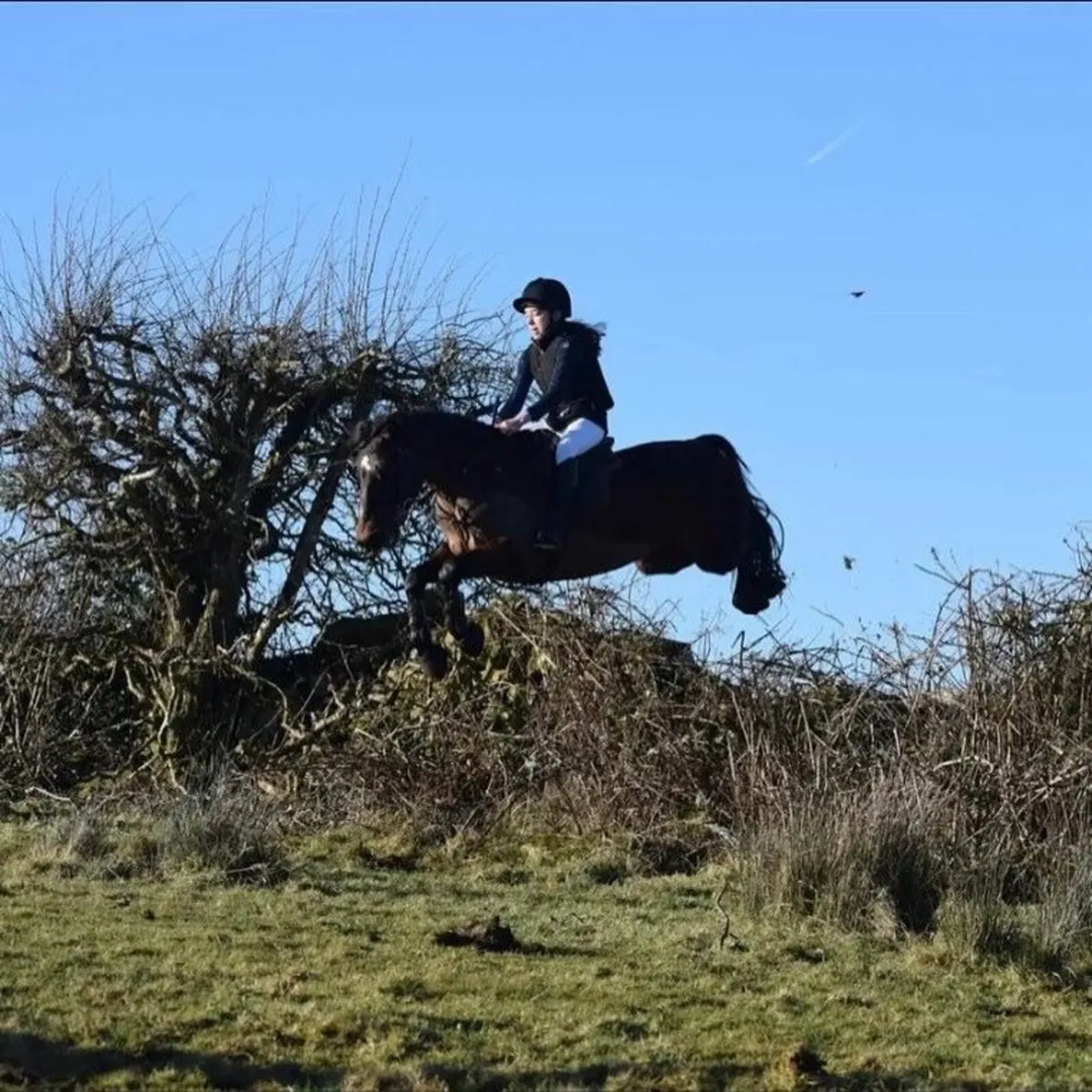 Ballincurry Cairo – 148cm Bay Connemara Gelding (N - Image 4