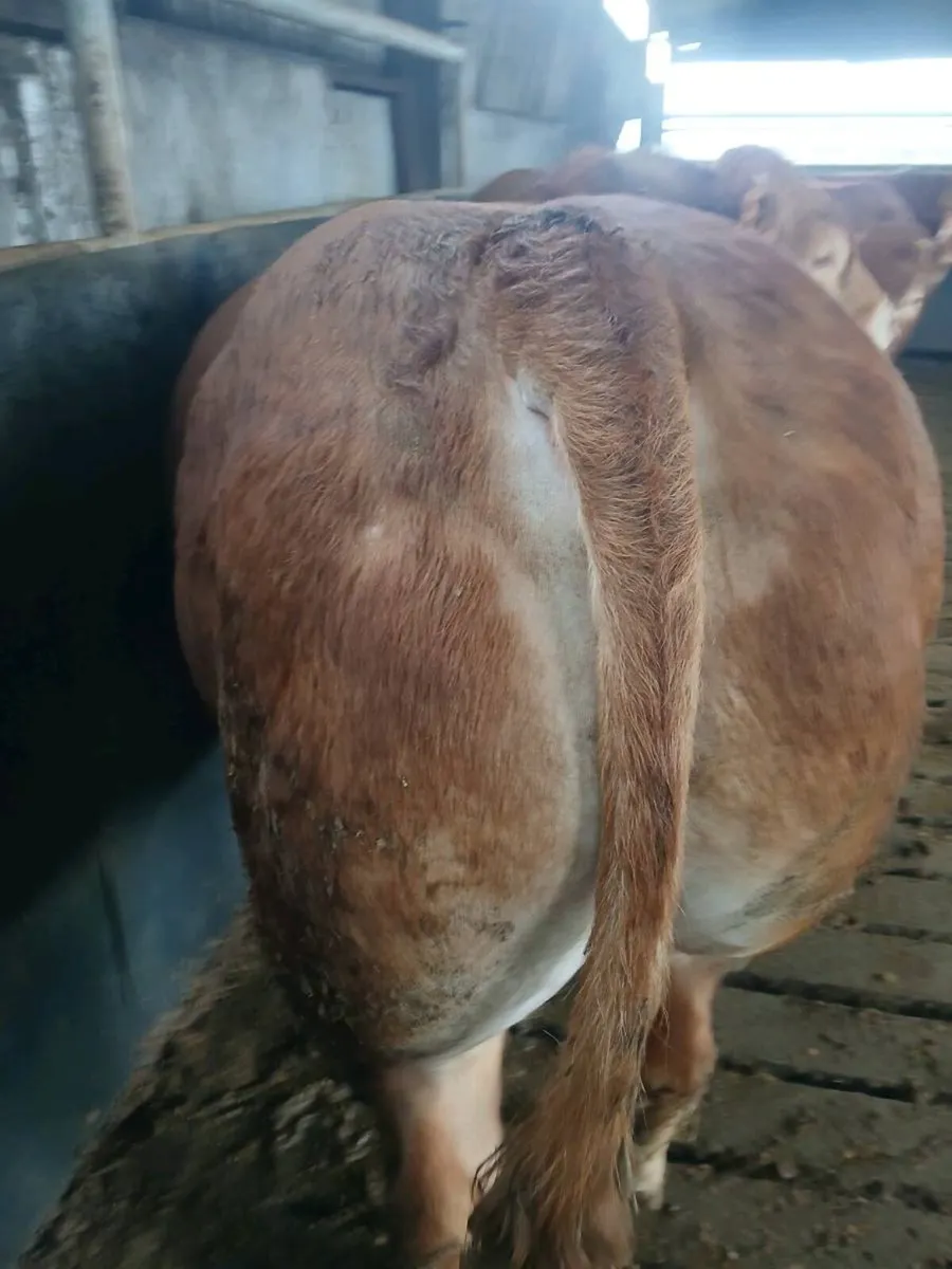 PB bull for sale - Image 1