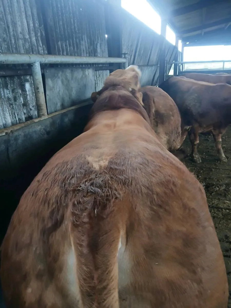 PB bull for sale - Image 2