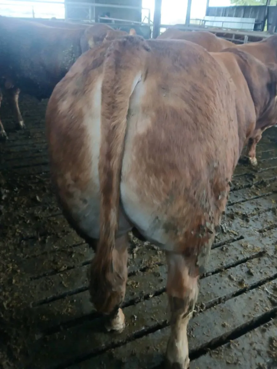 PB bull for sale - Image 3