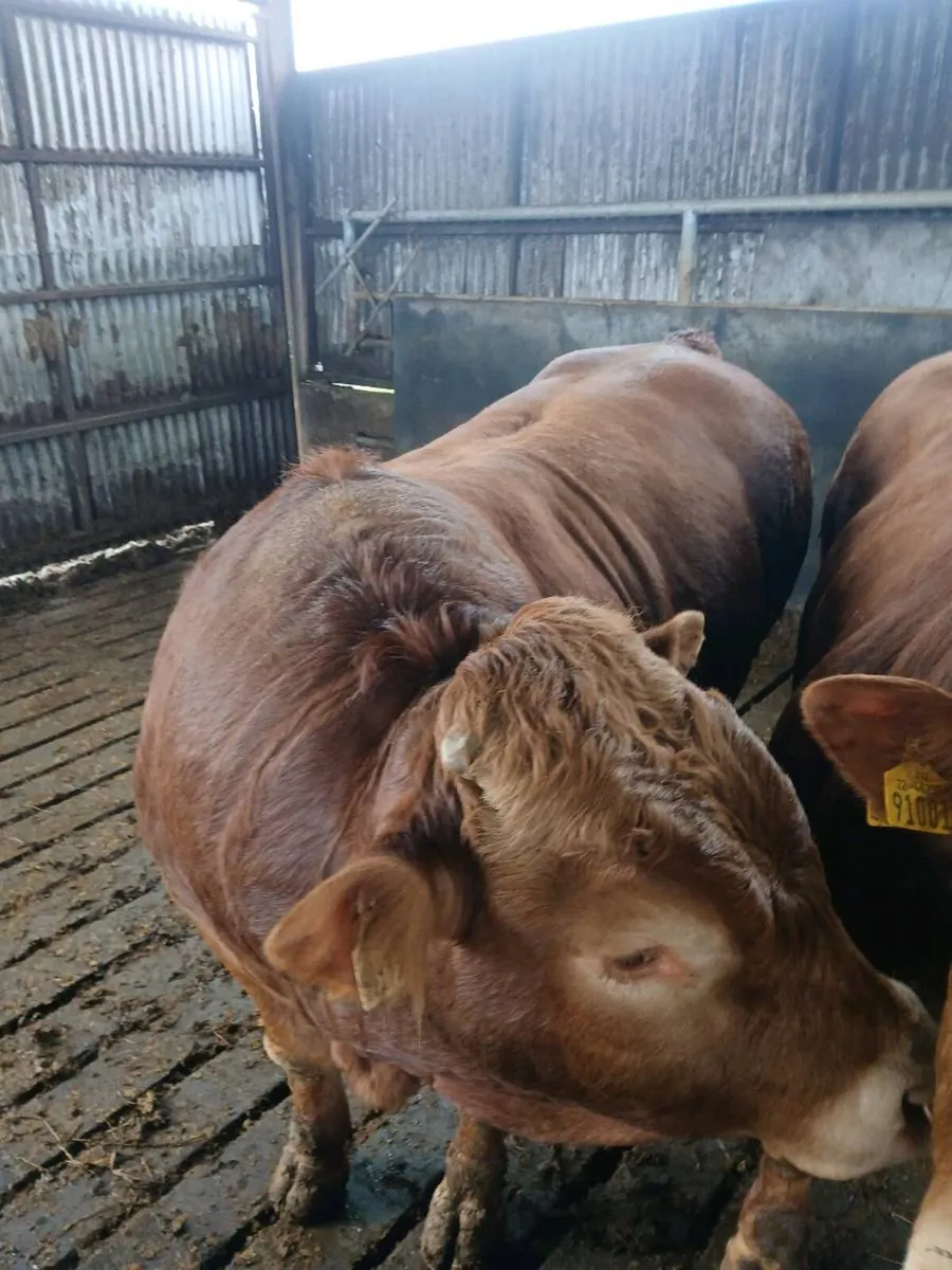 PB bull for sale - Image 4