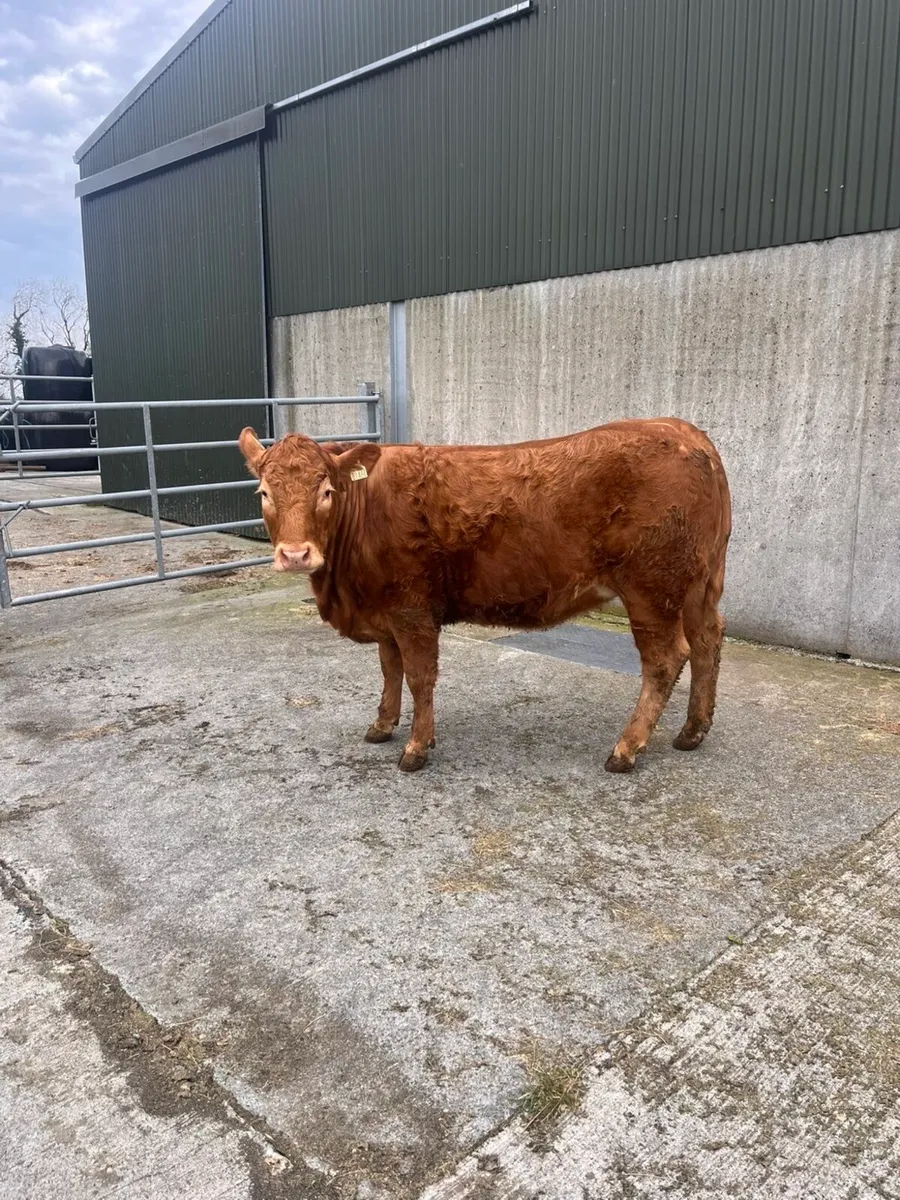 lmx heifer - Image 1