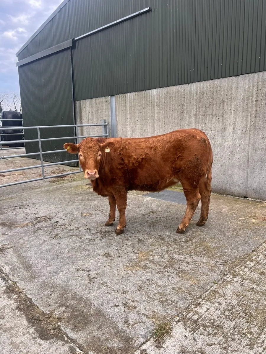 lmx heifer - Image 2