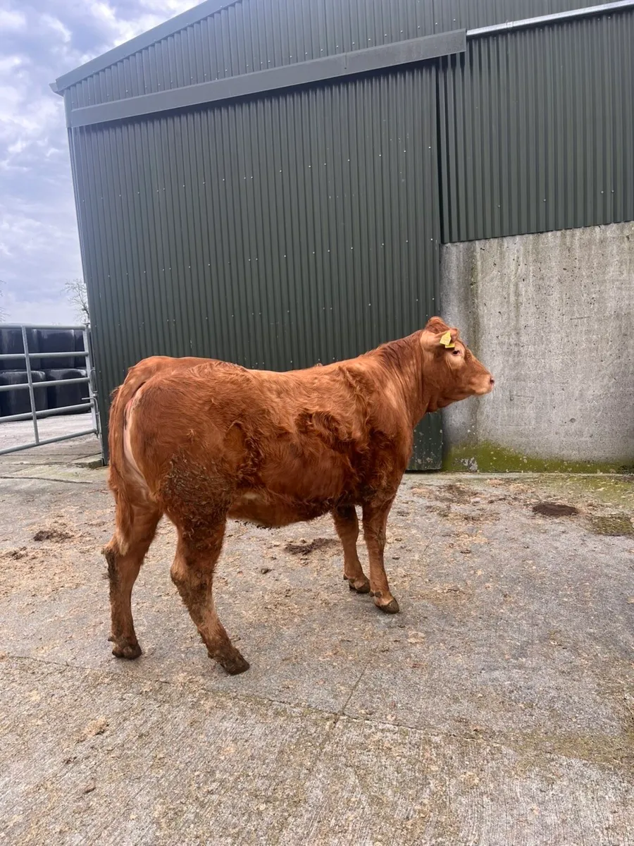 lmx heifer - Image 3