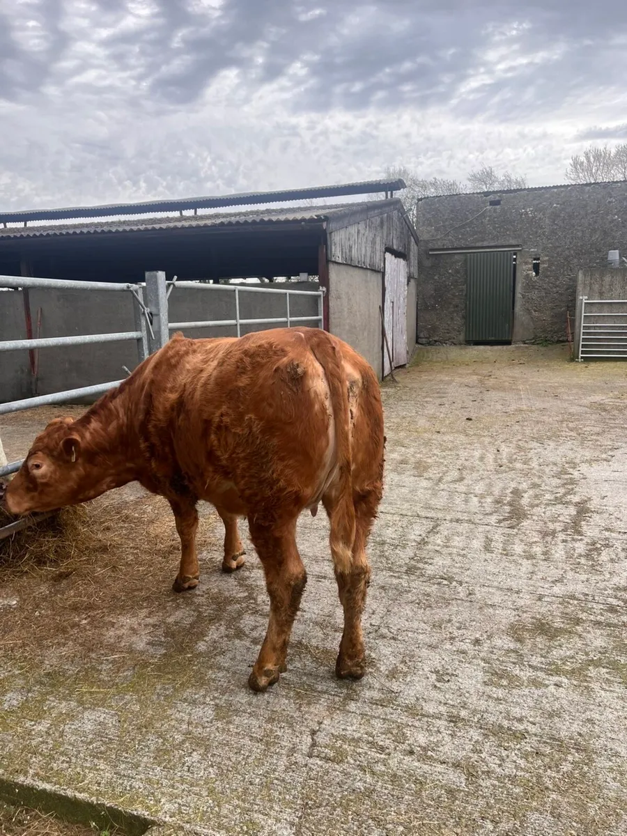 lmx heifer - Image 4