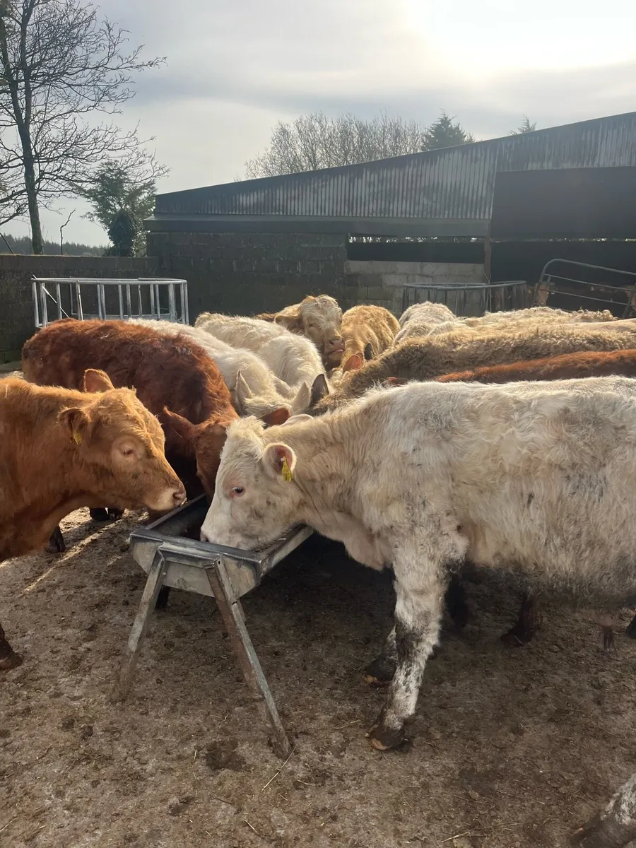 14 yearling bullocks - Image 1