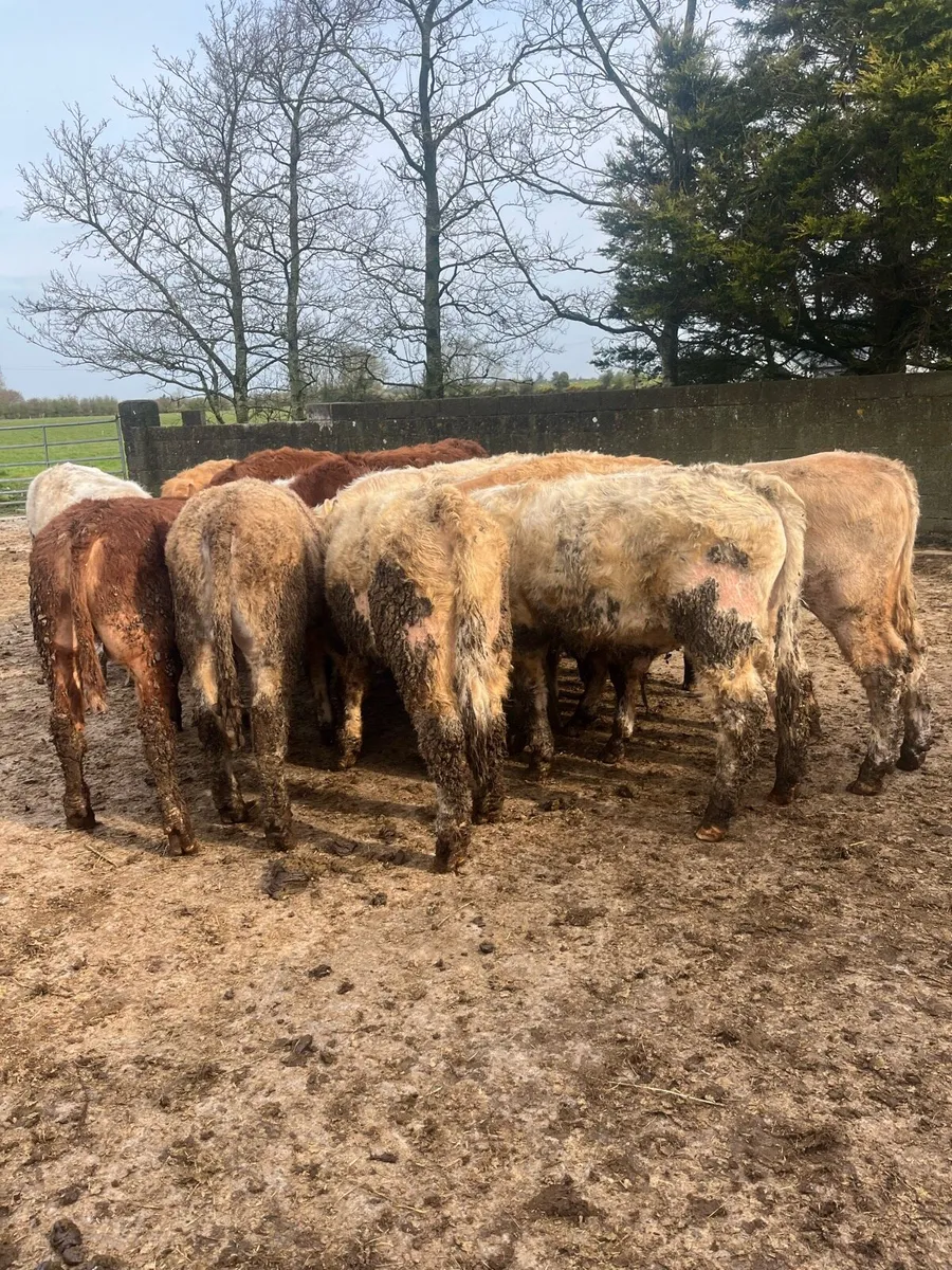 14 yearling bullocks - Image 2