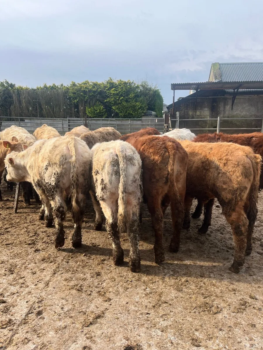 14 yearling bullocks - Image 4