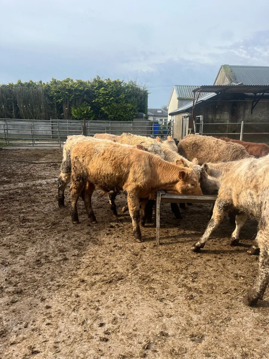 14 yearling bullocks - Image 3