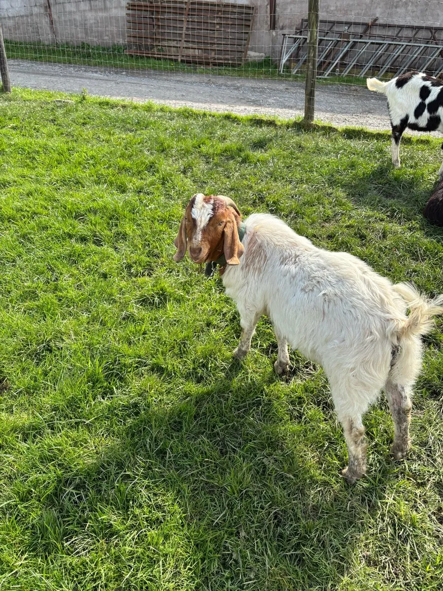 PBNR boar buck goat - Image 1