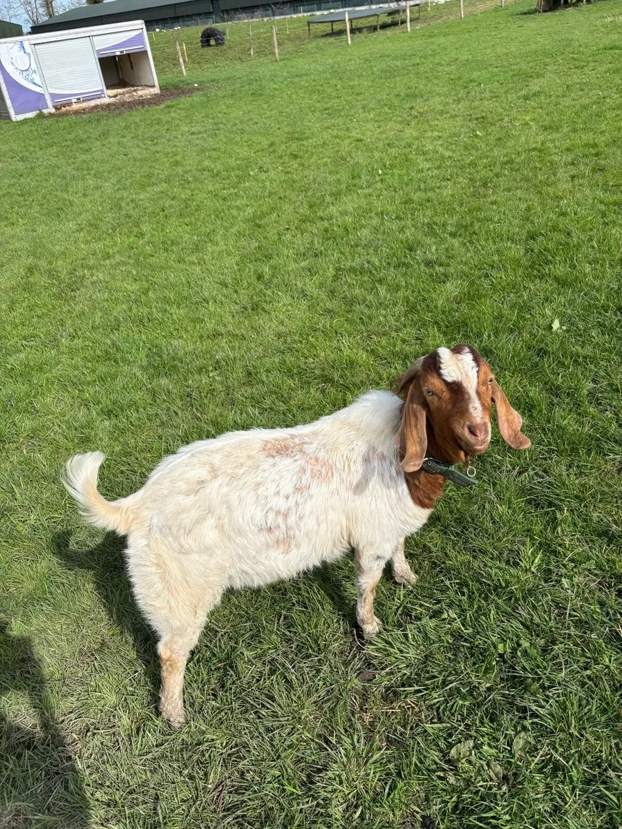 PBNR boar buck goat - Image 2