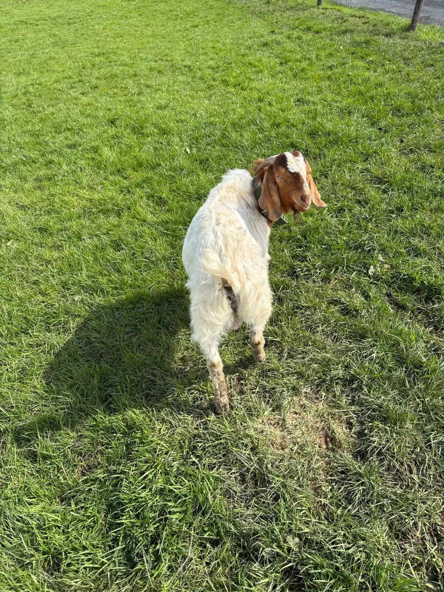 PBNR boar buck goat - Image 3