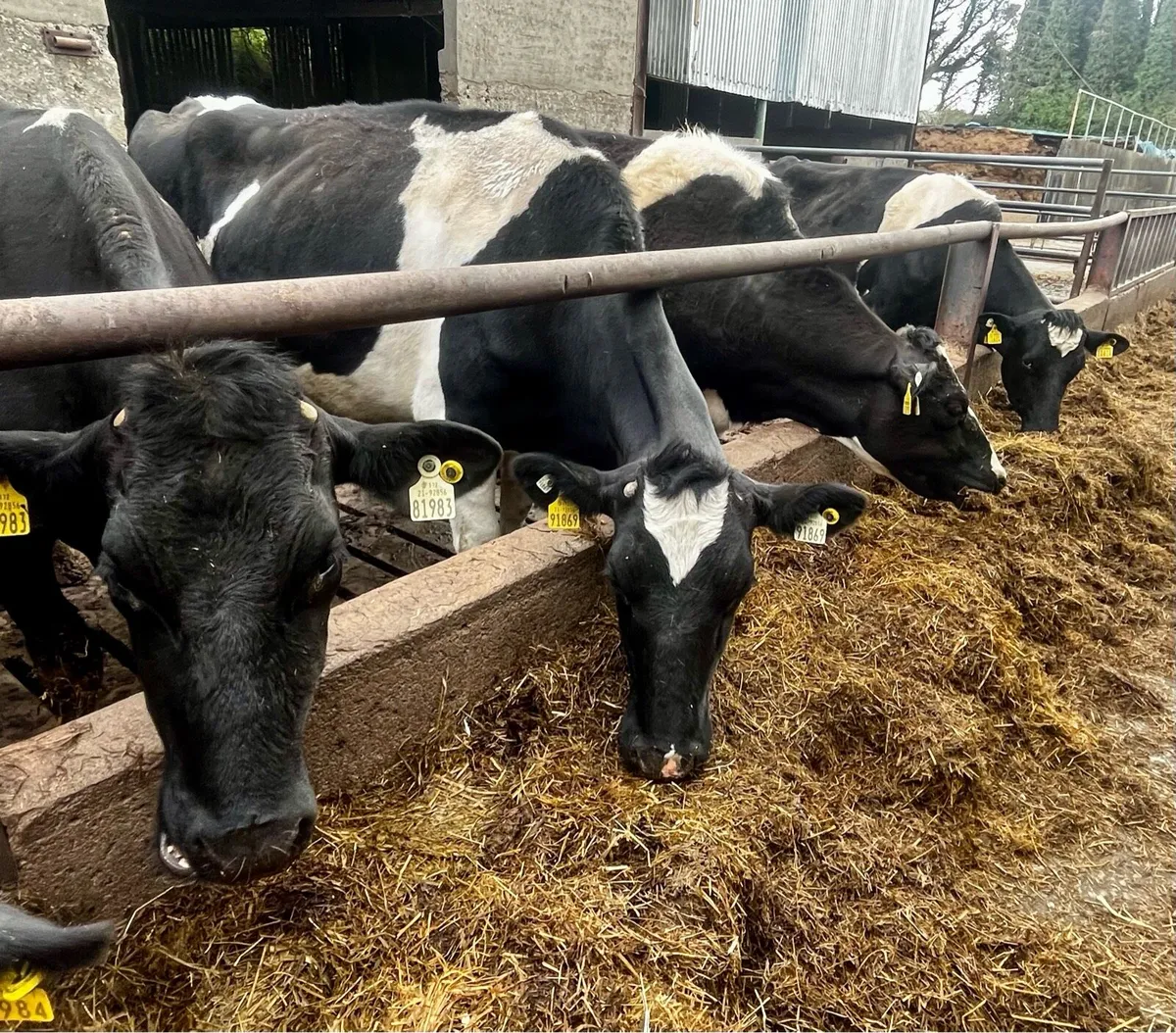 Dairy Cows - Image 2