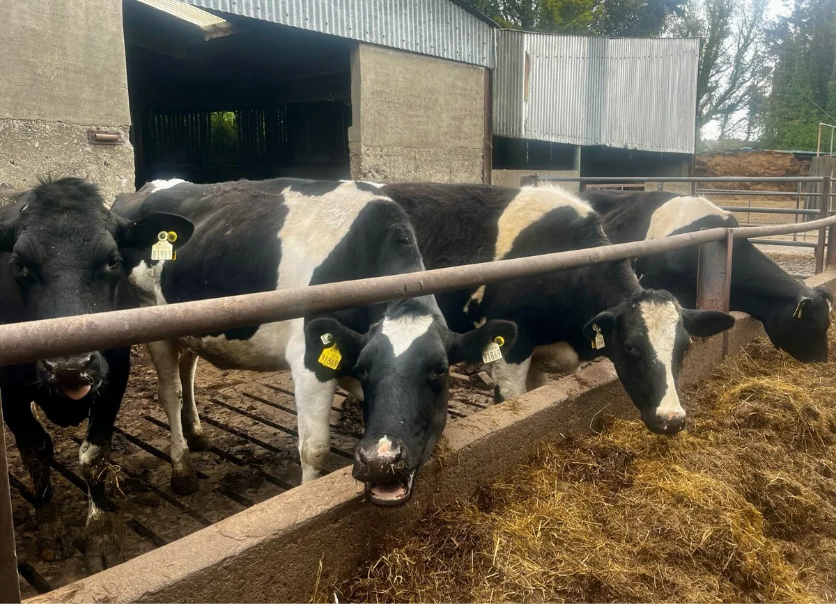 Dairy Cows - Image 3