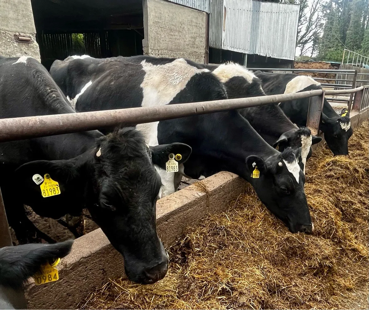 Dairy Cows - Image 4