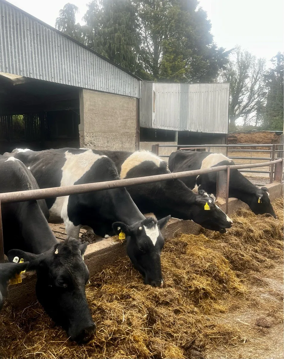 Dairy Cows - Image 1