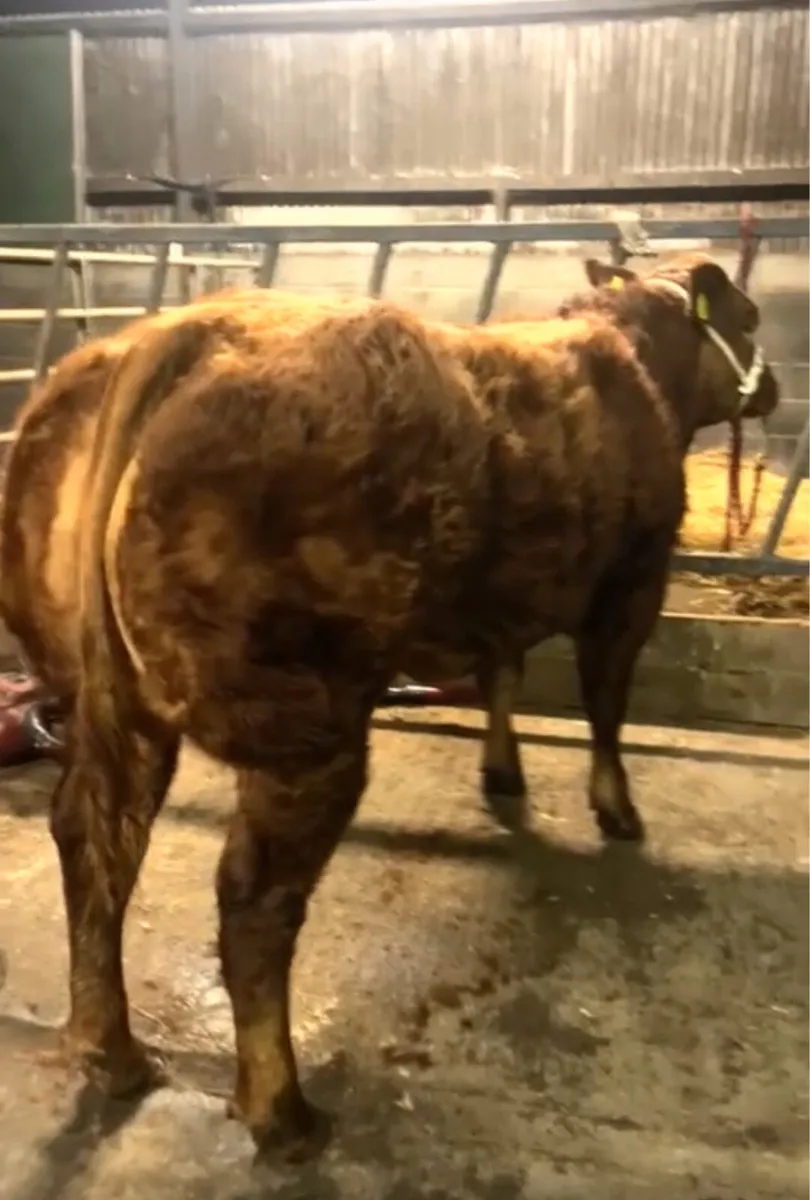 Breeding heifer - Image 2