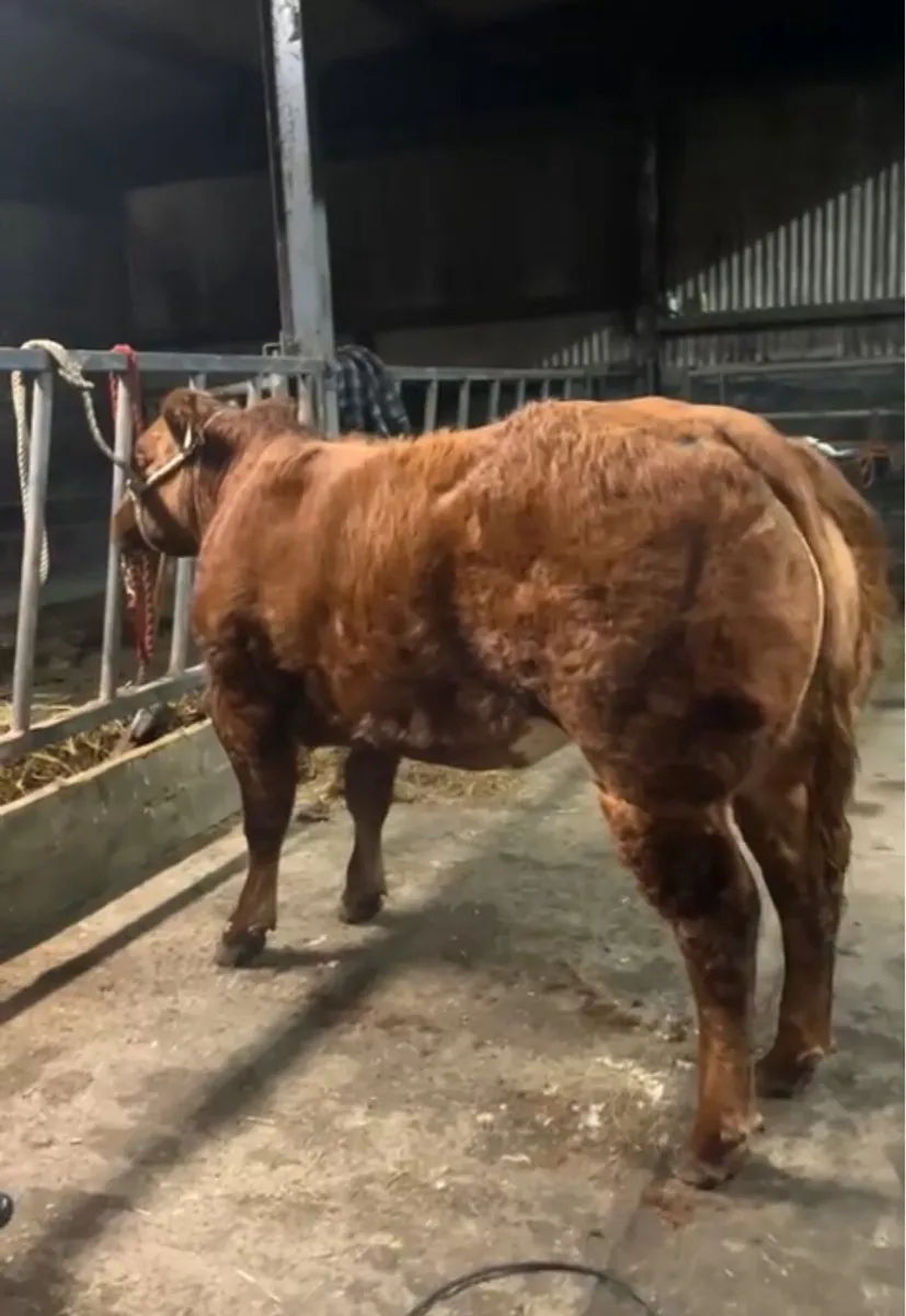 Breeding heifer - Image 3