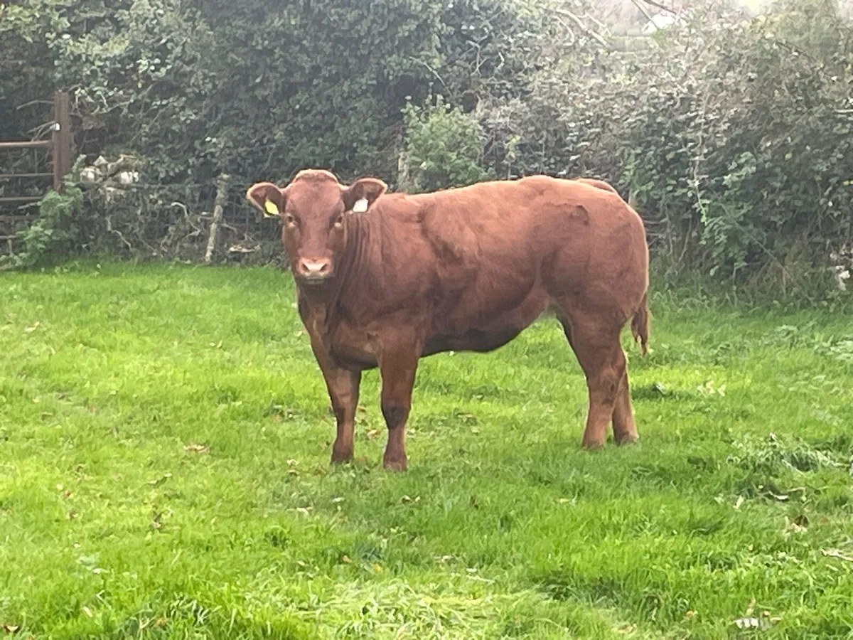 Breeding heifer - Image 1