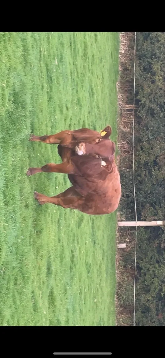 Breeding heifer - Image 4