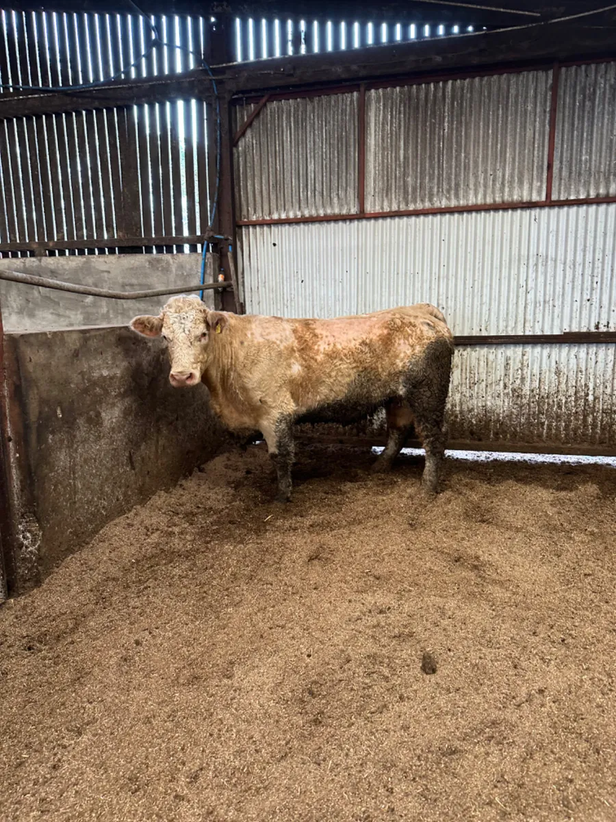 Simmental springer - Image 4