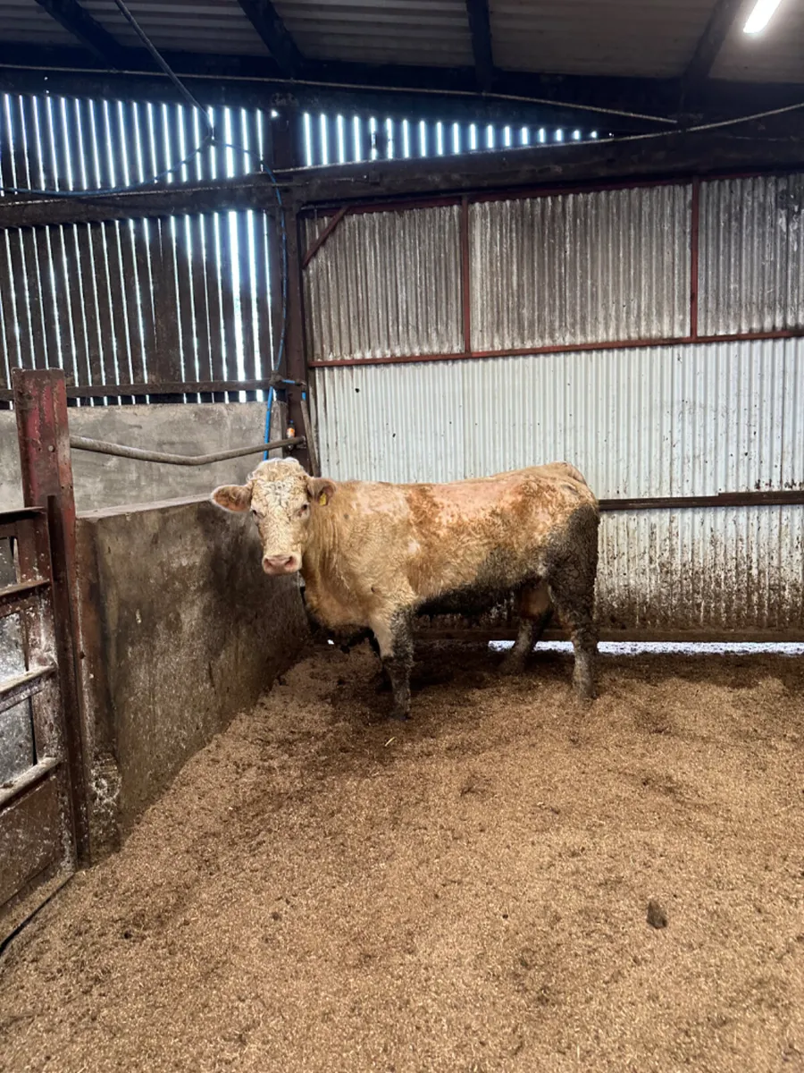 Simmental springer - Image 2